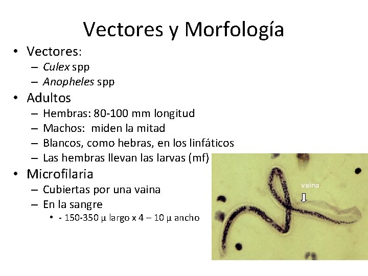  • Vectores: Vectores y Morfología – Culex spp – Anopheles spp • Adultos