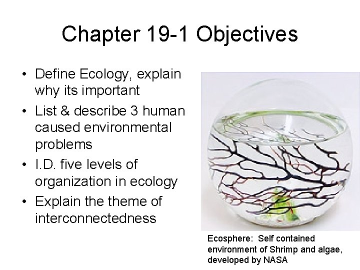 Chapter 19 -1 Objectives • Define Ecology, explain why its important • List &