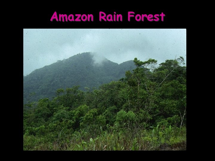 Amazon Rain Forest 