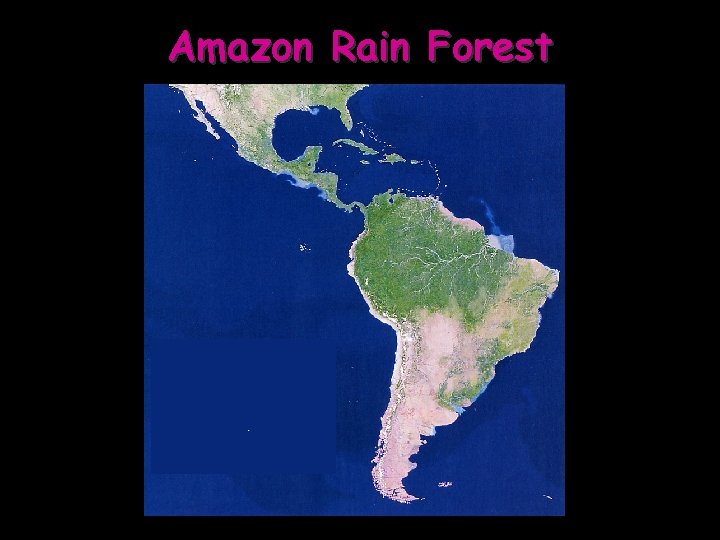 Amazon Rain Forest 