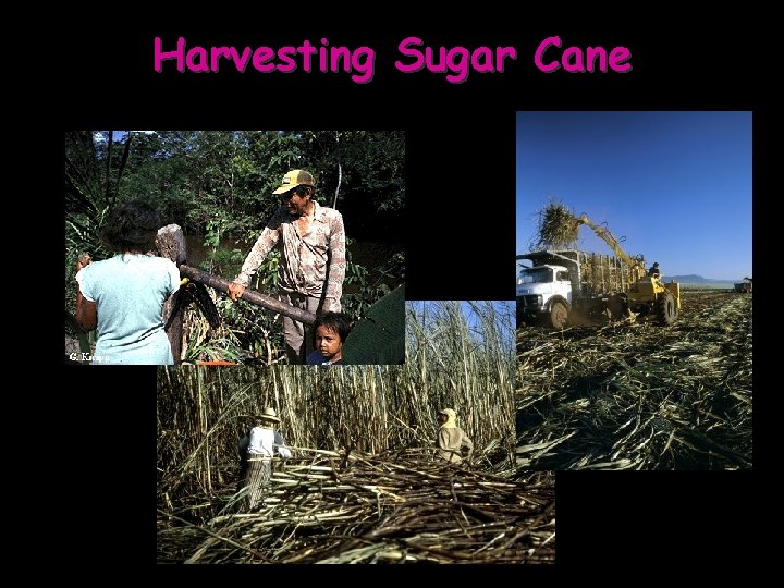 Harvesting Sugar Cane 