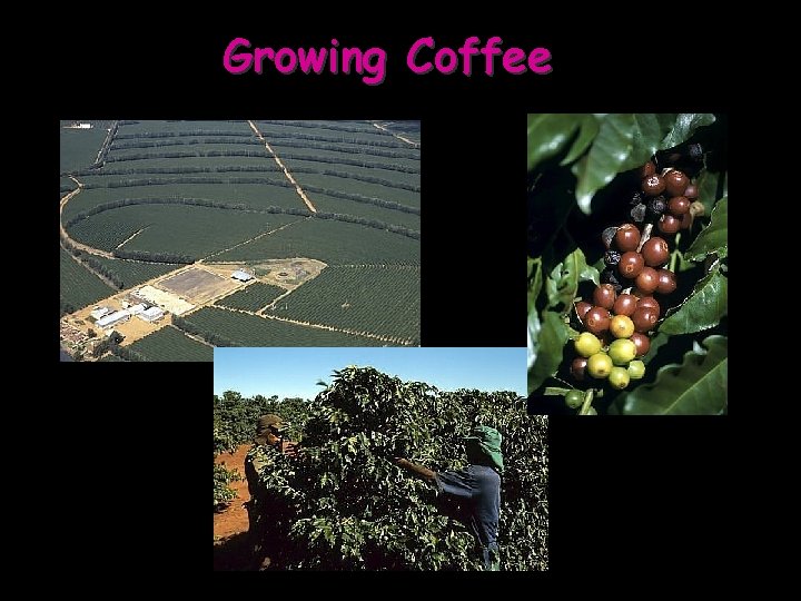 Growing Coffee 