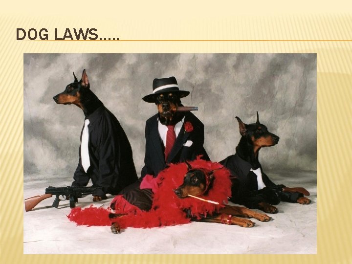 DOG LAWS…. . 