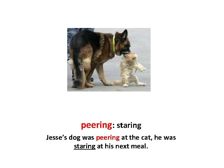 peering: staring Jesse’s dog was peering at the cat, he was staring at his