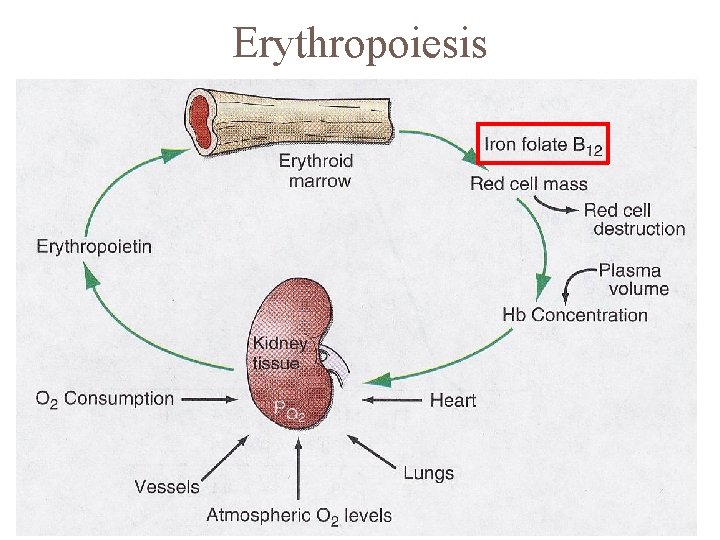 Erythropoiesis 