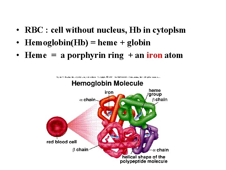  • RBC : cell without nucleus, Hb in cytoplsm • Hemoglobin(Hb) = heme