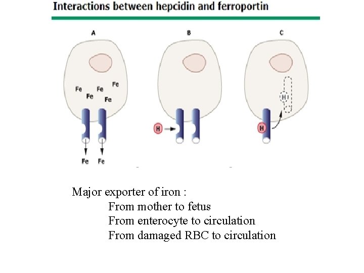 Major exporter of iron : From mother to fetus From enterocyte to circulation From