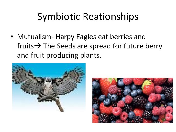 Symbiotic Reationships • Mutualism- Harpy Eagles eat berries and fruits The Seeds are spread