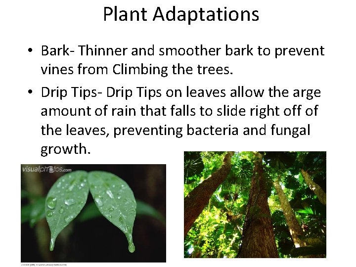 Plant Adaptations • Bark- Thinner and smoother bark to prevent vines from Climbing the