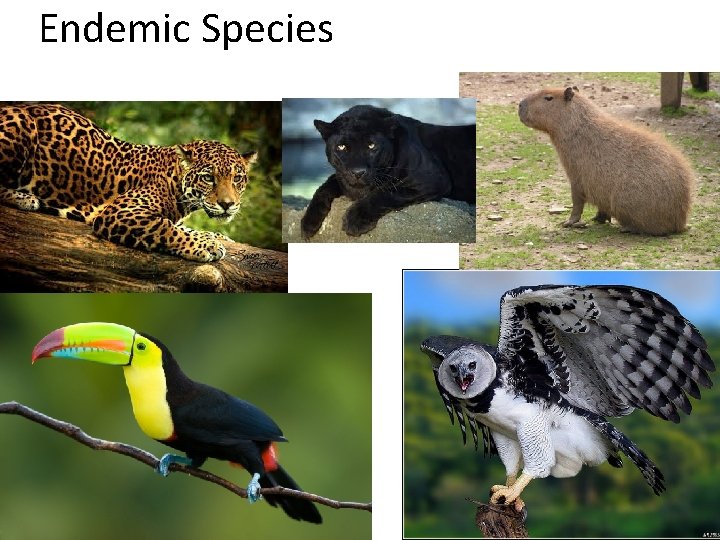 Endemic Species 