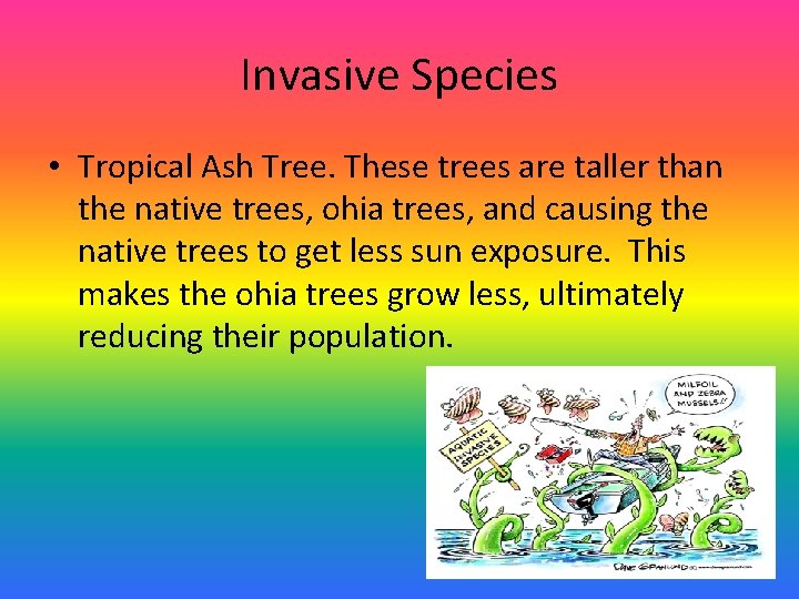 Invasive Species • Tropical Ash Tree. These trees are taller than the native trees,