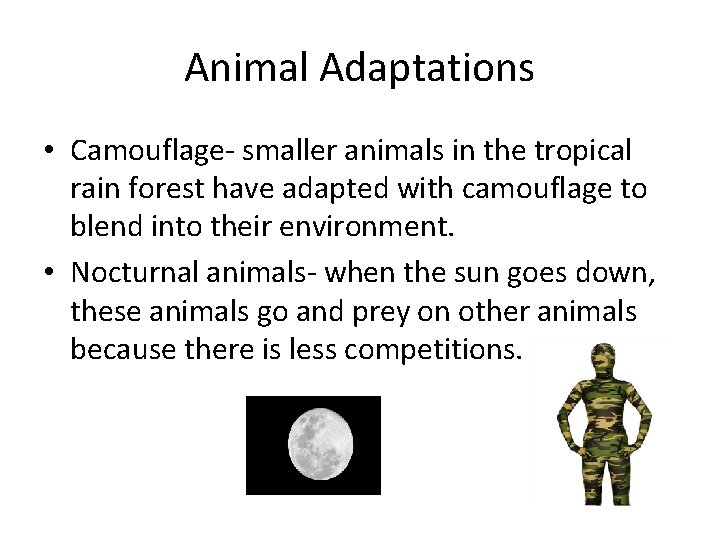 Animal Adaptations • Camouflage- smaller animals in the tropical rain forest have adapted with