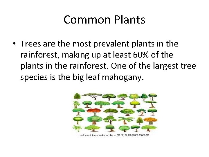 Common Plants • Trees are the most prevalent plants in the rainforest, making up