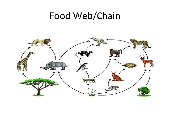 Food Web/Chain 