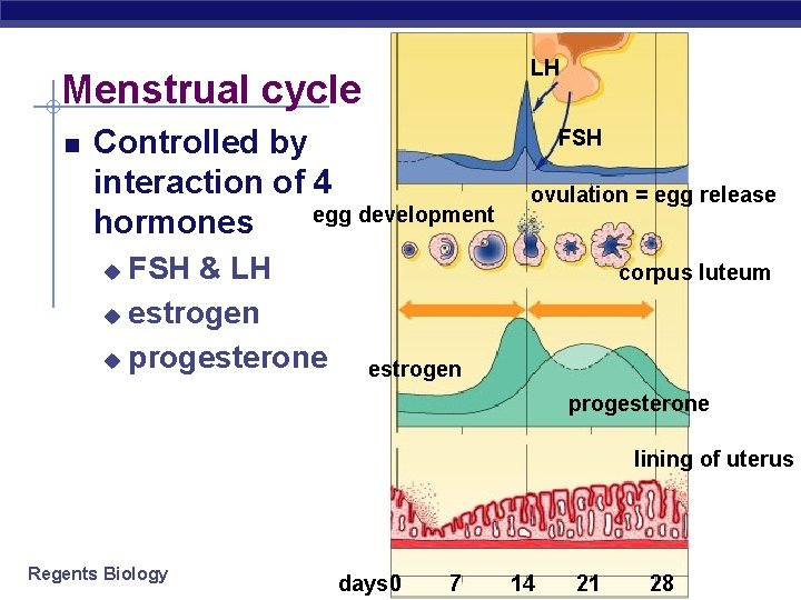 LH Menstrual cycle Controlled by interaction of 4 egg development hormones FSH & LH LH Menstrual cycle Controlled by interaction of 4 egg development hormones FSH & LH