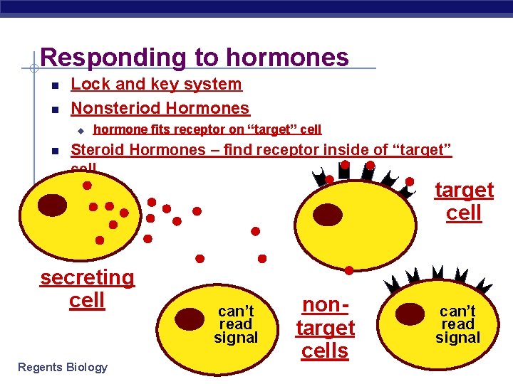 Responding to hormones Lock and key system Nonsteriod Hormones u hormone fits receptor on