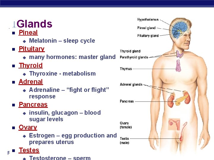 Glands Pineal u Pituitary u Adrenaline – “fight or flight” response Pancreas u Thyroxine