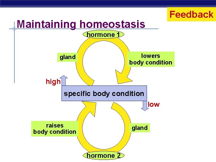 Feedback Maintaining homeostasis hormone 1 lowers body condition gland high specific body condition low Feedback Maintaining homeostasis hormone 1 lowers body condition gland high specific body condition low