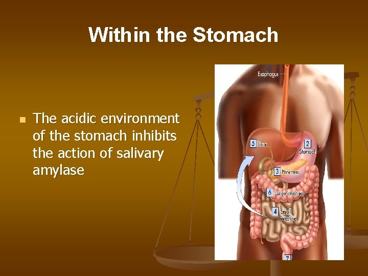 Within the Stomach n The acidic environment of the stomach inhibits the action of