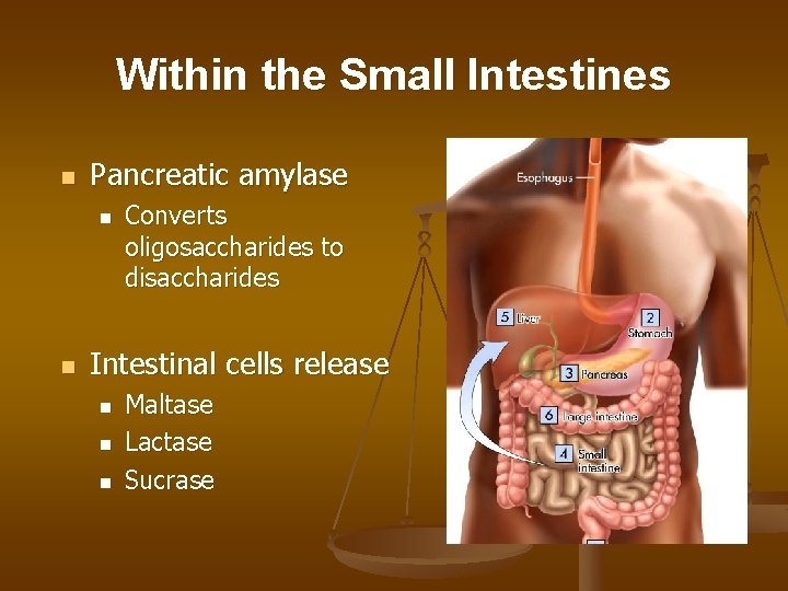 Within the Small Intestines n Pancreatic amylase n n Converts oligosaccharides to disaccharides Intestinal