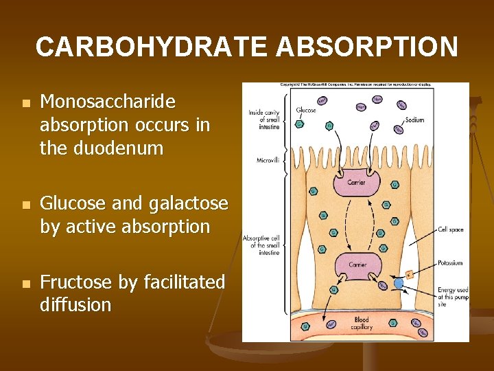 CARBOHYDRATE ABSORPTION n n n Monosaccharide absorption occurs in the duodenum Glucose and galactose