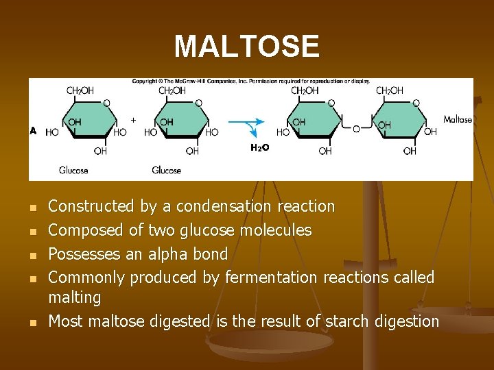 MALTOSE n n n Constructed by a condensation reaction Composed of two glucose molecules