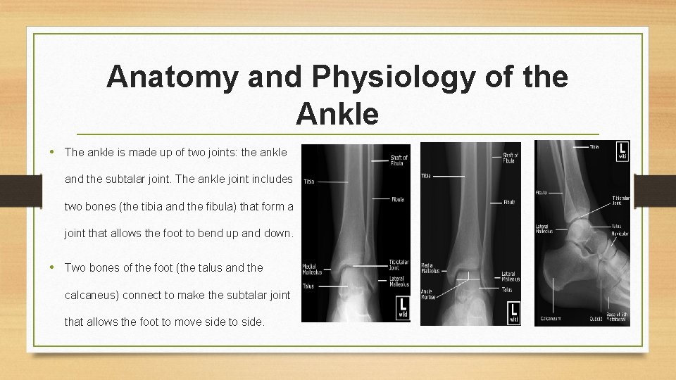 Anatomy and Physiology of the Ankle • The ankle is made up of two