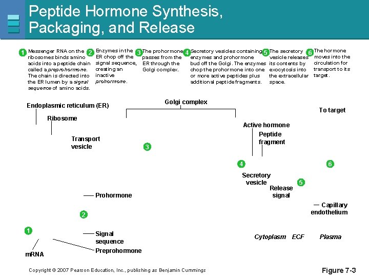 Peptide Hormone Synthesis, Packaging, and Release 1 Messenger RNA on the 2 Enzymes in