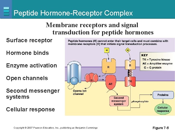 Peptide Hormone-Receptor Complex Membrane receptors and signal transduction for peptide hormones Surface receptor Hormone