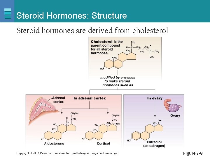 Steroid Hormones: Structure Steroid hormones are derived from cholesterol Copyright © 2007 Pearson Education,