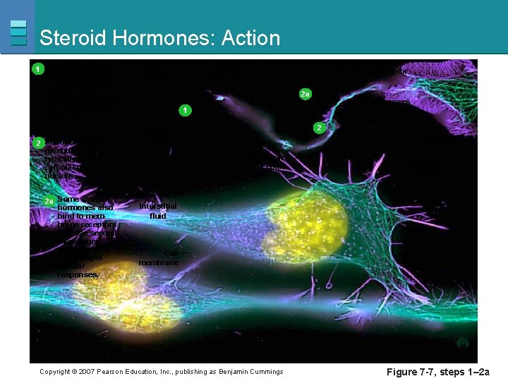 Steroid Hormones: Action 1 Most hydrophobic steroids are bound to plasma protein carriers. Only