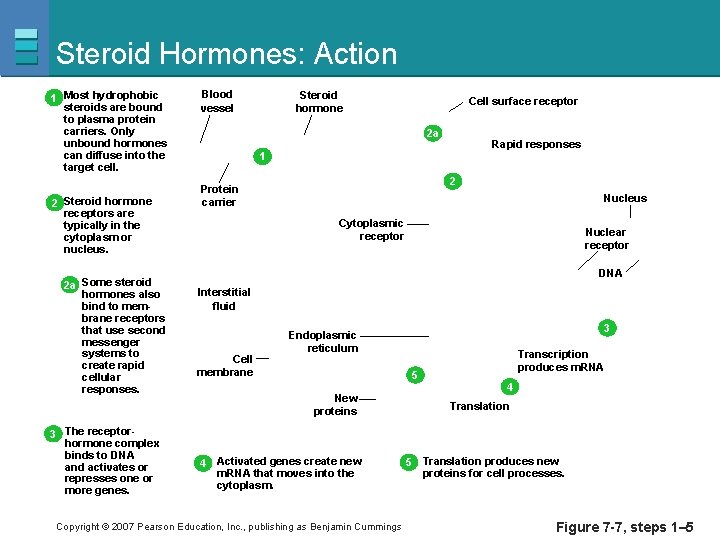 Steroid Hormones: Action 1 Most hydrophobic steroids are bound to plasma protein carriers. Only