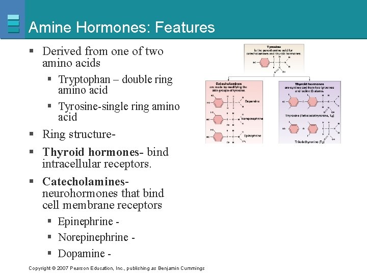 Amine Hormones: Features § Derived from one of two amino acids § Tryptophan –