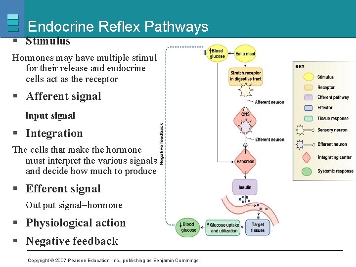 Endocrine Reflex Pathways § Stimulus Hormones may have multiple stimuli for their release and