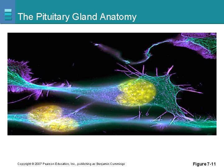 The Pituitary Gland Anatomy Copyright © 2007 Pearson Education, Inc. , publishing as Benjamin