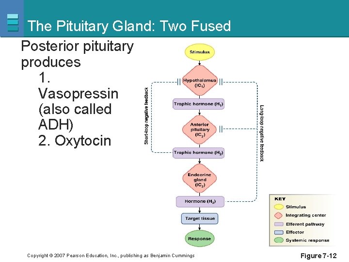 The Pituitary Gland: Two Fused Posterior pituitary produces 1. Vasopressin (also called ADH) 2.