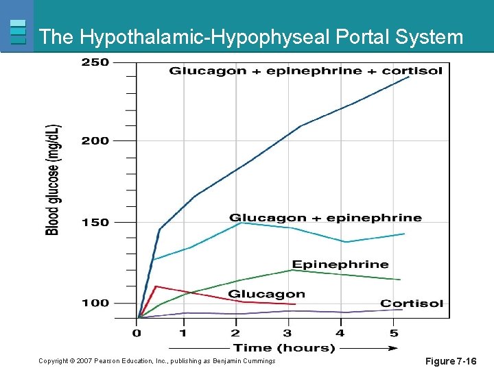 The Hypothalamic-Hypophyseal Portal System Copyright © 2007 Pearson Education, Inc. , publishing as Benjamin