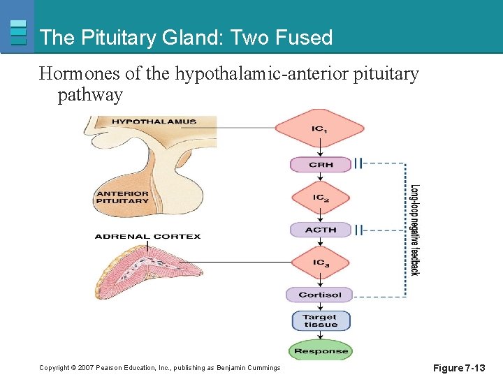 The Pituitary Gland: Two Fused Hormones of the hypothalamic-anterior pituitary pathway Copyright © 2007