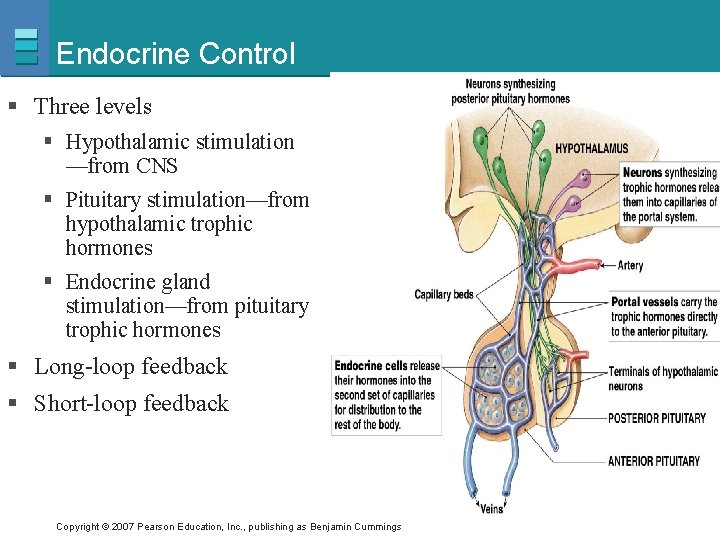 Endocrine Control § Three levels § Hypothalamic stimulation —from CNS § Pituitary stimulation—from hypothalamic