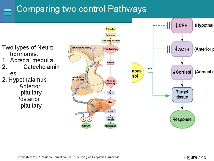 Comparing two control Pathways Two types of Neuro hormones: 1. Adrenal medulla 2. Catecholamin