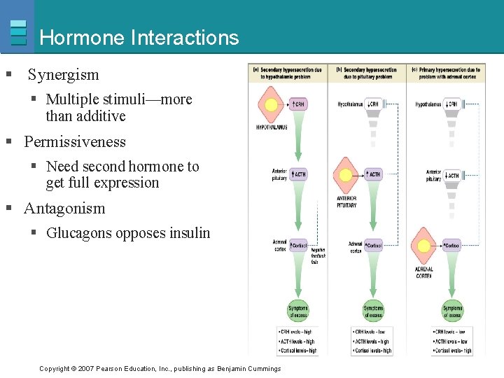 Hormone Interactions § Synergism § Multiple stimuli—more than additive § Permissiveness § Need second