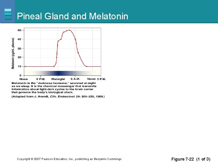 Pineal Gland Melatonin Copyright © 2007 Pearson Education, Inc. , publishing as Benjamin Cummings