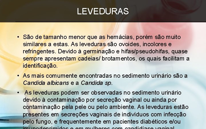 LEVEDURAS • São de tamanho menor que as hemácias, porém são muito similares a