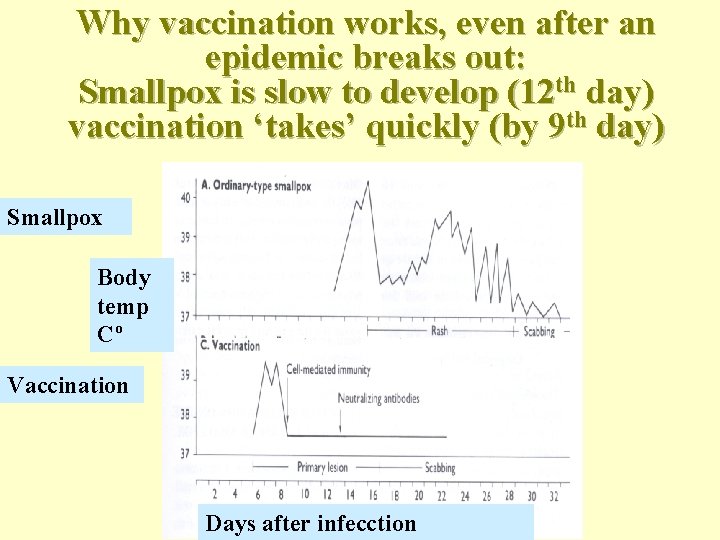 Why vaccination works, even after an epidemic breaks out: Smallpox is slow to develop