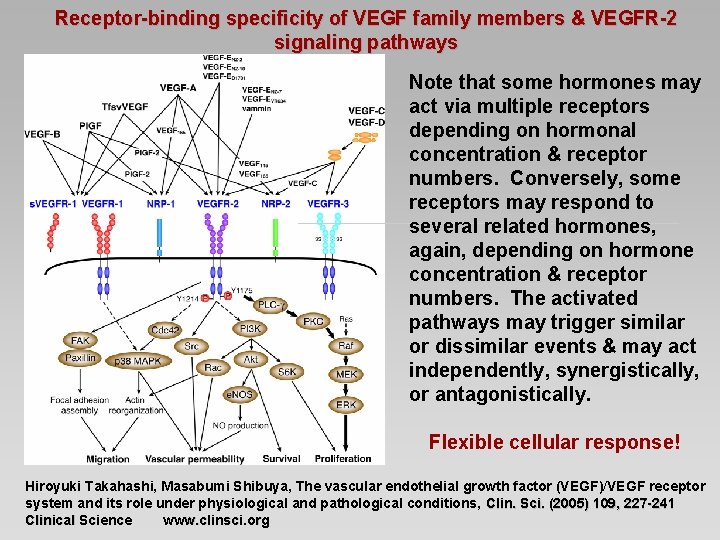 Receptor-binding specificity of VEGF family members & VEGFR-2 signaling pathways Note that some hormones