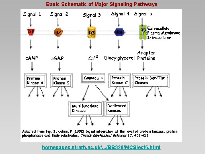 Basic Schematic of Major Signaling Pathways homepages. strath. ac. uk/. . . /BB 329/MCSlect