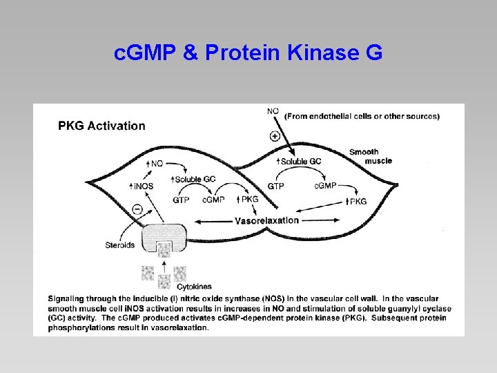 c. GMP & Protein Kinase G 