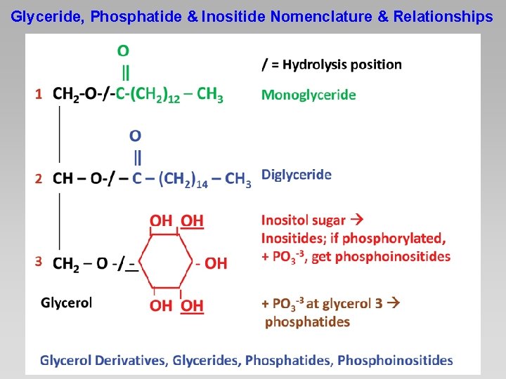 Glyceride, Phosphatide & Inositide Nomenclature & Relationships 
