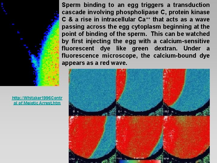 Sperm binding to an egg triggers a transduction cascade involving phospholipase C, protein kinase