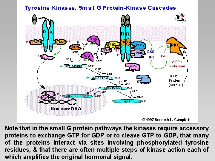 © 1997 Kenneth L. Campbell Note that in the small G protein pathways the